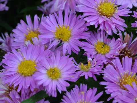 Aster (D) 'Heinz Richard'