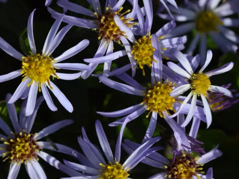 Aster ageratoides 'Harry Schmidt'