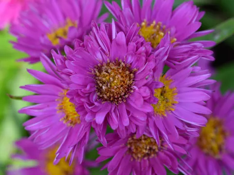 Aster (D) 'Jenny'