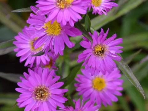 Aster n.-b. 'Karminkuppel'