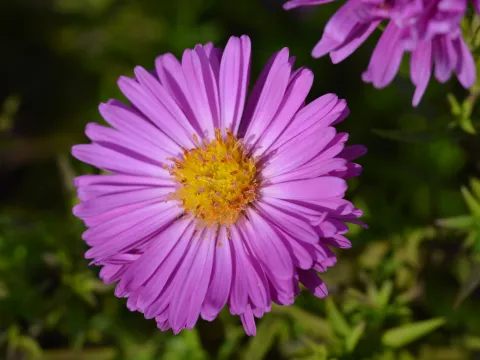 Aster (D) 'Kassel'