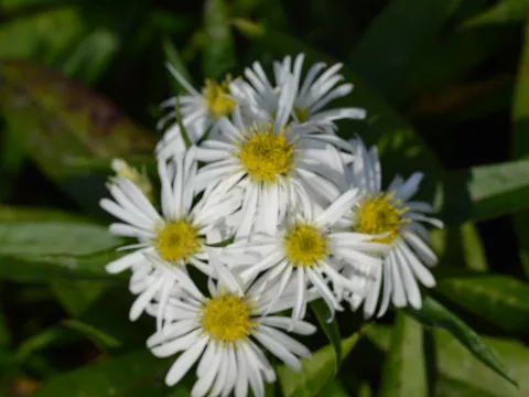 Aster (D) 'Kristina'