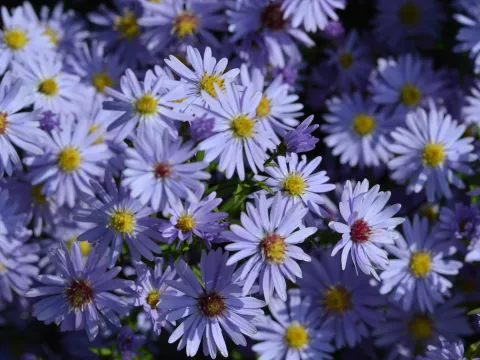 Aster hybr. 'Little Carlow' (=Jolly Jumper)