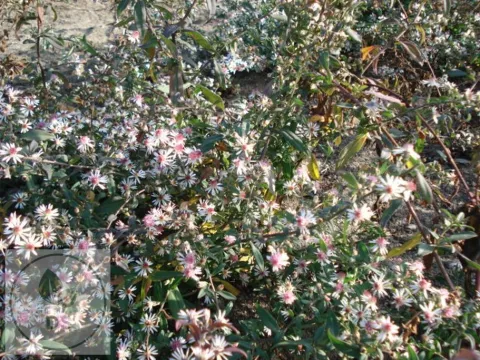 Aster lat. 'Lady in Black'