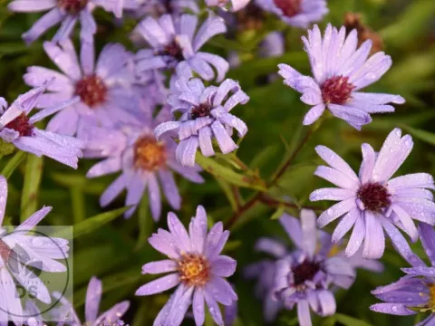 Aster (D) 'Lady in Blue'