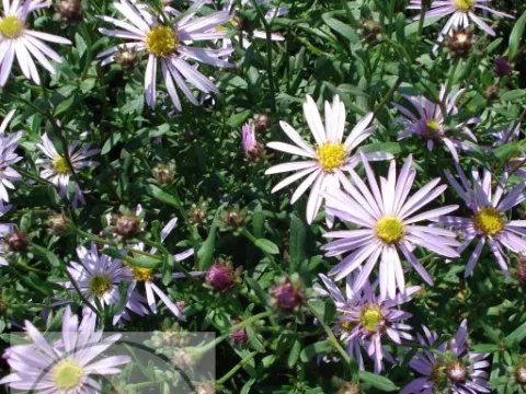Aster pyrenaeus 'Lutetia'