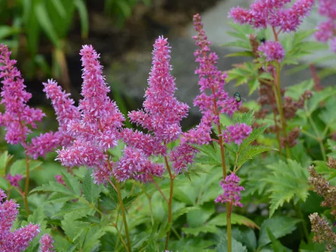 Astilbe (J) 'Mainz'