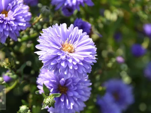Aster n.-b. 'Marie Ballard'