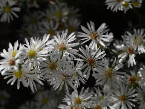 Aster hybr. 'Monte Cassino'