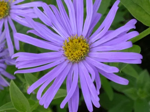 Aster frik. 'Moench'