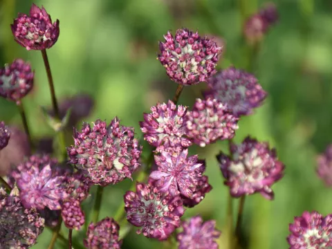 Astrantia hybr. 'Moulin Rouge'