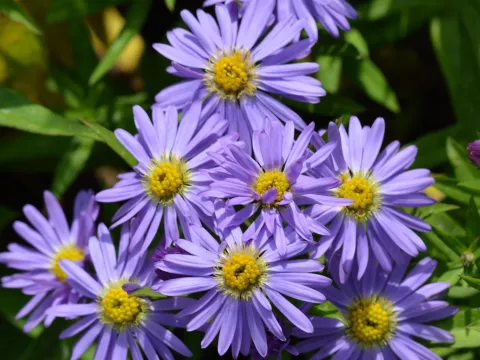 Aster (D) 'Prof. Anton Kippenberg'