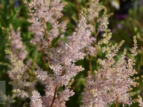Astilbe (J) 'Peach Blossom'