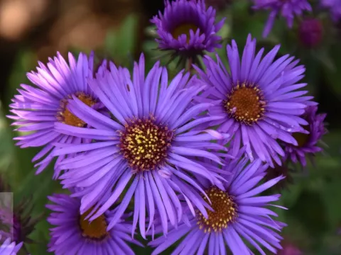 Aster novae-a. 'Purple Dom'