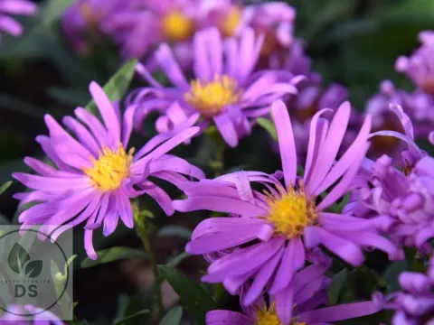 Aster (D) 'Peter Harrison'