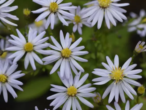 Aster cord. 'Photograph'