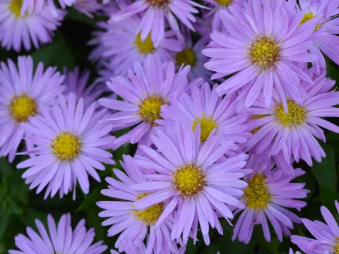 Aster n.-b. 'Porzellan'