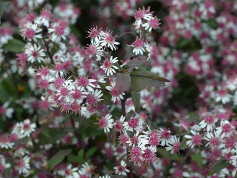 Aster lat. 'Prince'