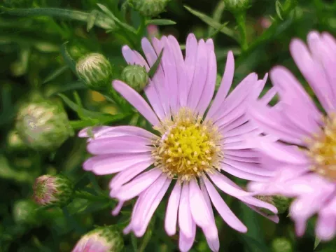 Aster hybr. 'Pink Star'