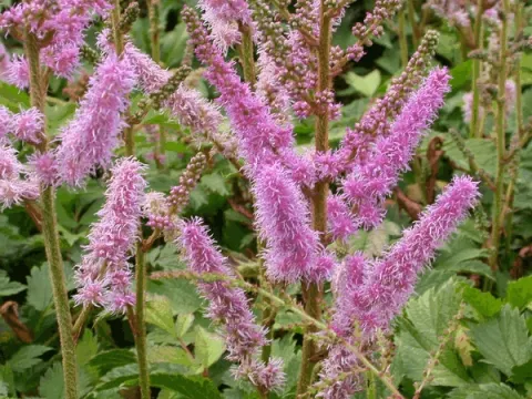 Astilbe chin. 'Pumila'