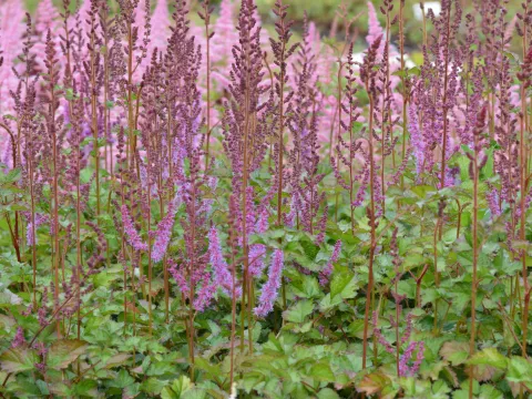 Astilbe chin. 'Purpurkerze'