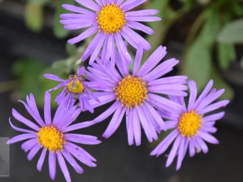 Aster amellus 'Rudolf Goethe'