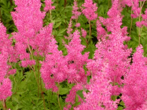 Astilbe (J) 'Rheinland'