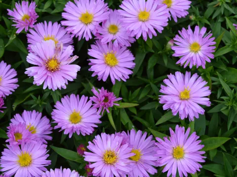 Aster (D) 'Rosenwichtel'