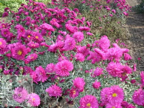 Aster n.-b. 'Royal Ruby'
