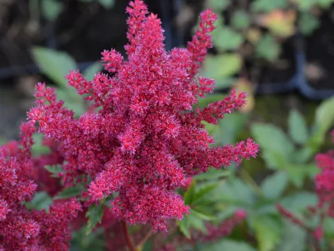 Astilbe (J) 'Red Sentinel'