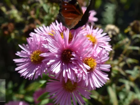 Aster novae-a. 'Rosa Sieger'