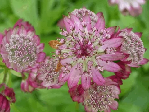 Astrantia major 'Rubra'