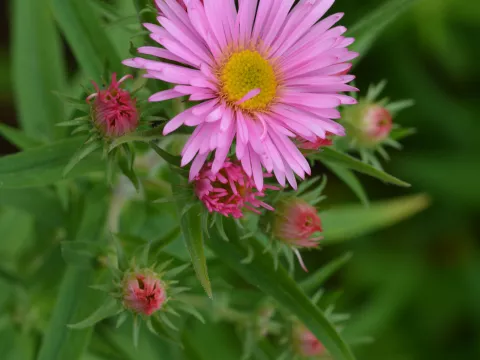 Aster novae-a. 'Rudelsburg'