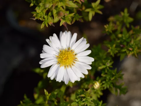Aster (D) 'Schneekissen'