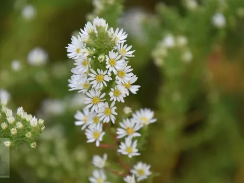 Aster eric. 'Schneetanne'