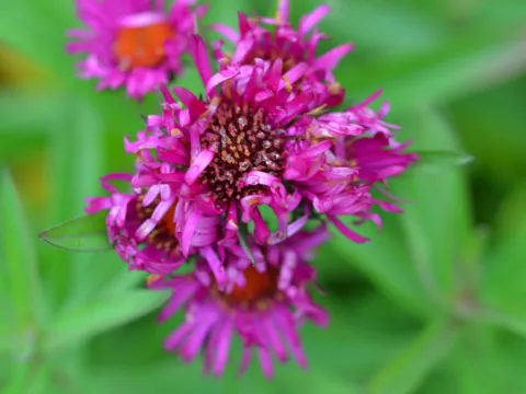 Aster novae-a. 'Septemberrubin'