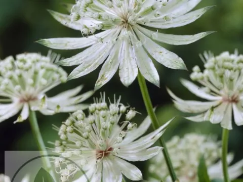 Astrantia major 'Shaggy' (Margery Fish)