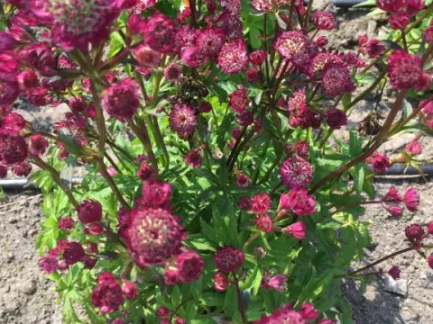 Astrantia major 'Star of Beauty'