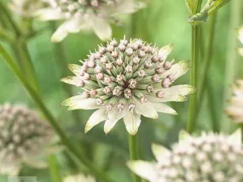 Astrantia major 'Star of Billion'