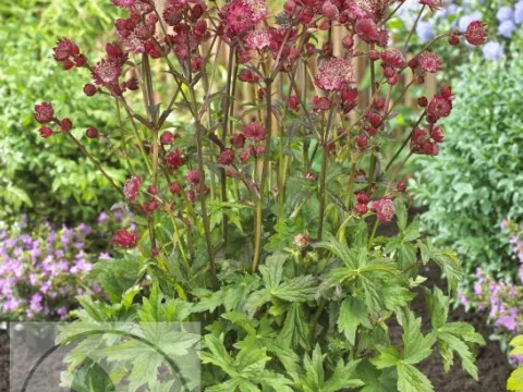 Astrantia major 'Star of Love'