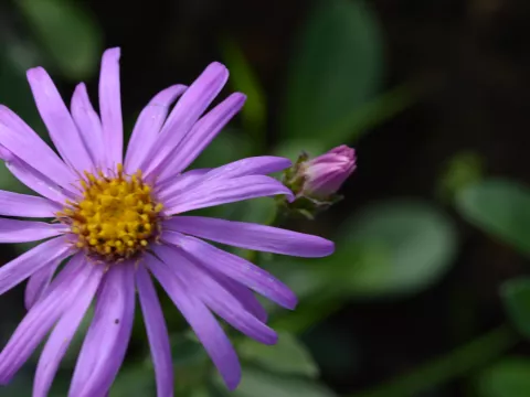 Aster amellus 'Sonia'