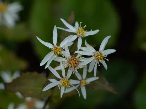 Aster cord. 'Silver Spray'
