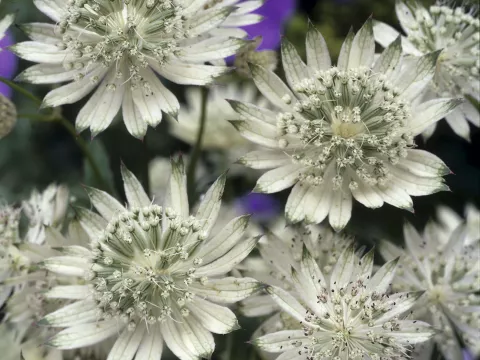 Astrantia major 'Snow Star'