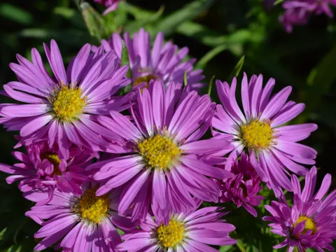 Aster (D) 'Starlight'