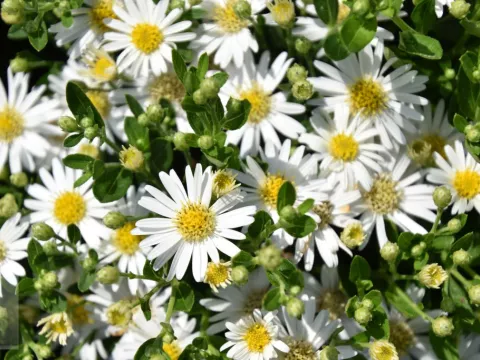 Aster ageratoides 'Starshine'