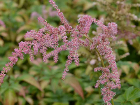 Astilbe (T) 'Straussenfeder'