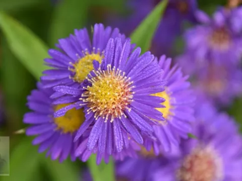 Aster n.-b. 'Schoene von Dietlikon'