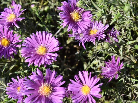 Aster (D) 'Tonga'