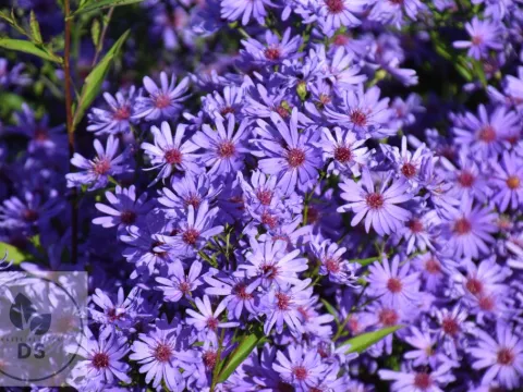 Aster hybr. 'Treffpunkt'