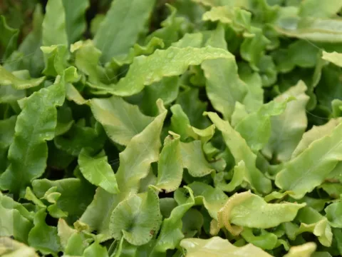 Asplenium scol. 'Undulatum'